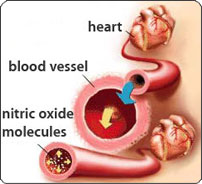 Nitric Oxide for Muscle Growth